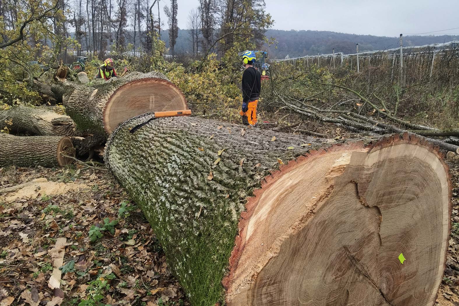 harbmasta stefan harb gruenraumpflege landschaftspflege suedoststeiermark graz-umgebung forstarbeiten holzschlaegerung holzbringung holzpolter