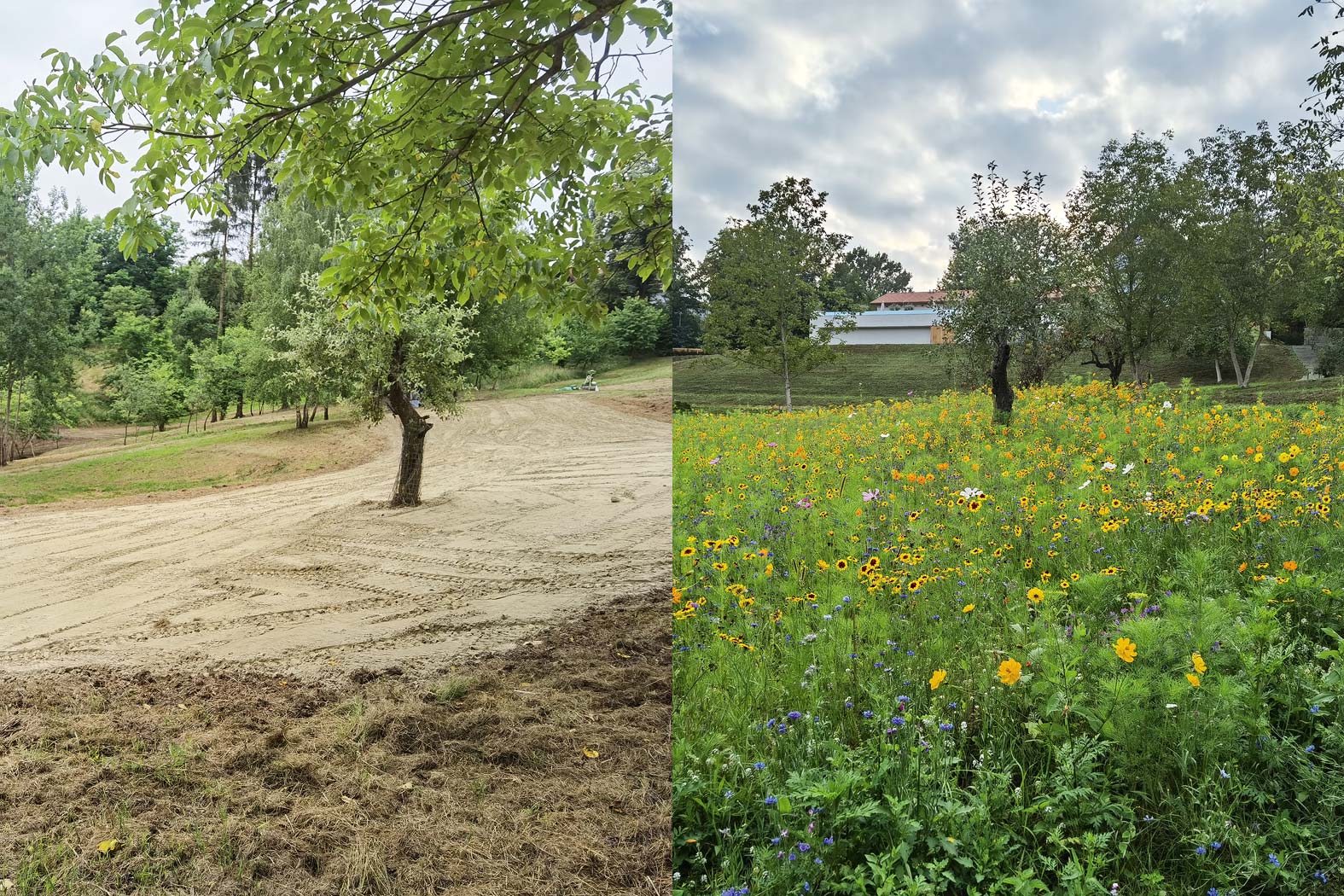 harbmasta stefan harb gruenraumpflege landschaftspflege suedoststeiermark graz-umgebung rasenbau blumenwiese rasen anlegen Neuanlage Grünflächen Saatbett