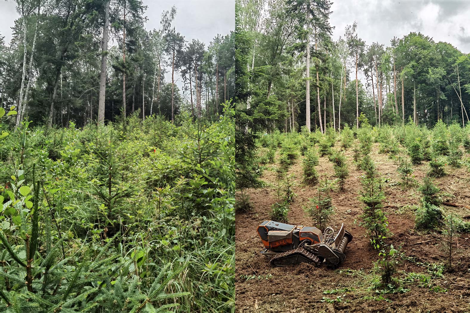 harbmasta stefan harb gruenraumpflege landschaftspflege suedoststeiermark graz-umgebung wildwuchs dornen entfernen verwilderte flächen jungwaldpflege