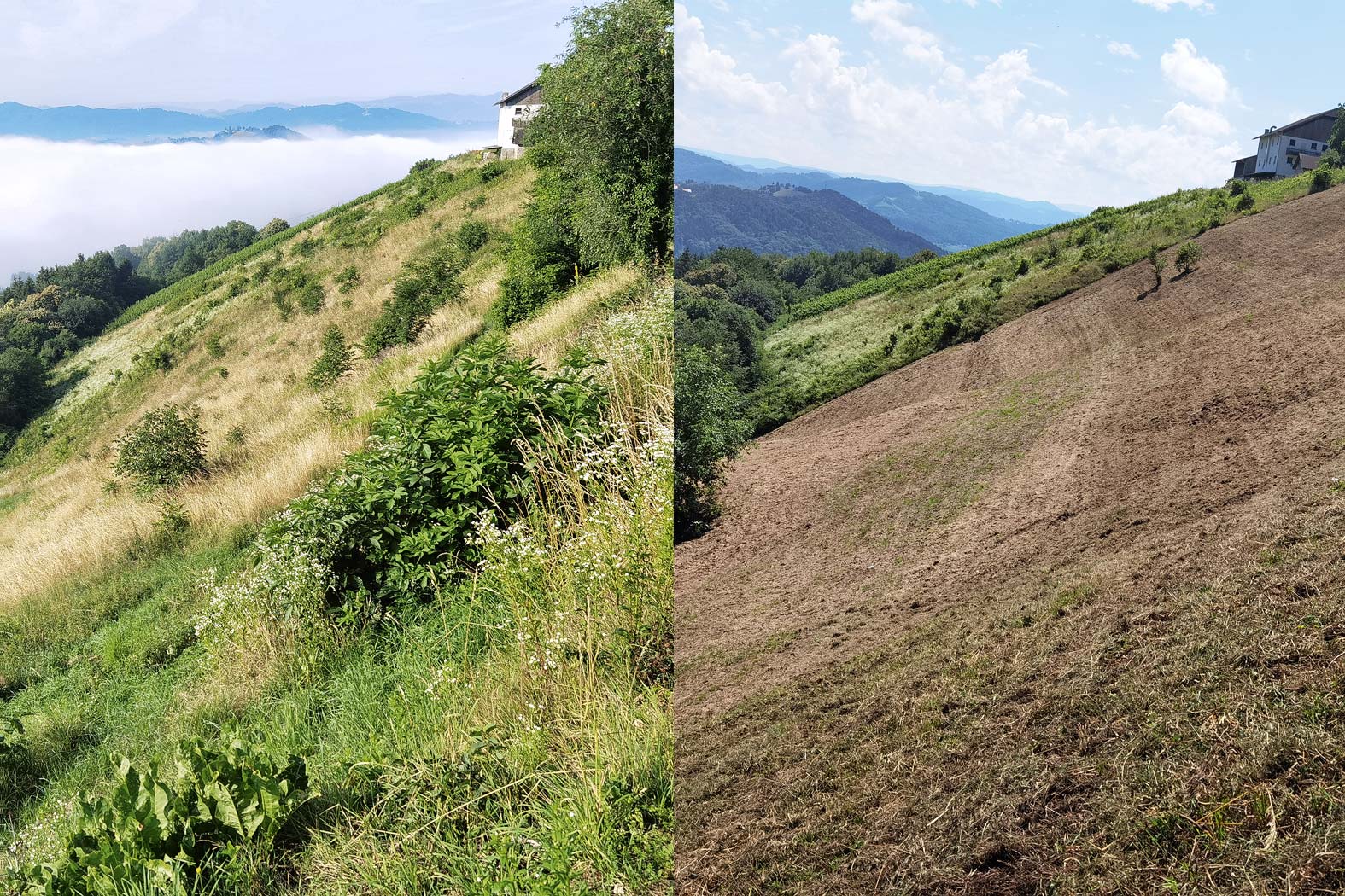 harbmasta stefan harb gruenraumpflege landschaftspflege suedoststeiermark graz-umgebung wildwuchs dornen entfernen verwilderte flächen jungwaldpflege