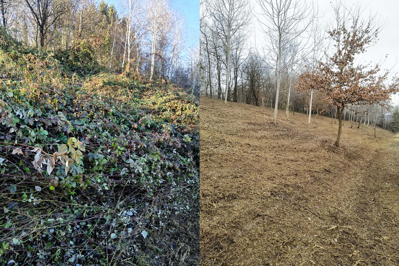 harbmasta stefan harb gruenraumpflege landschaftspflege suedoststeiermark graz-umgebung wildwuchs dornen entfernen verwilderte flächen jungwaldpflege