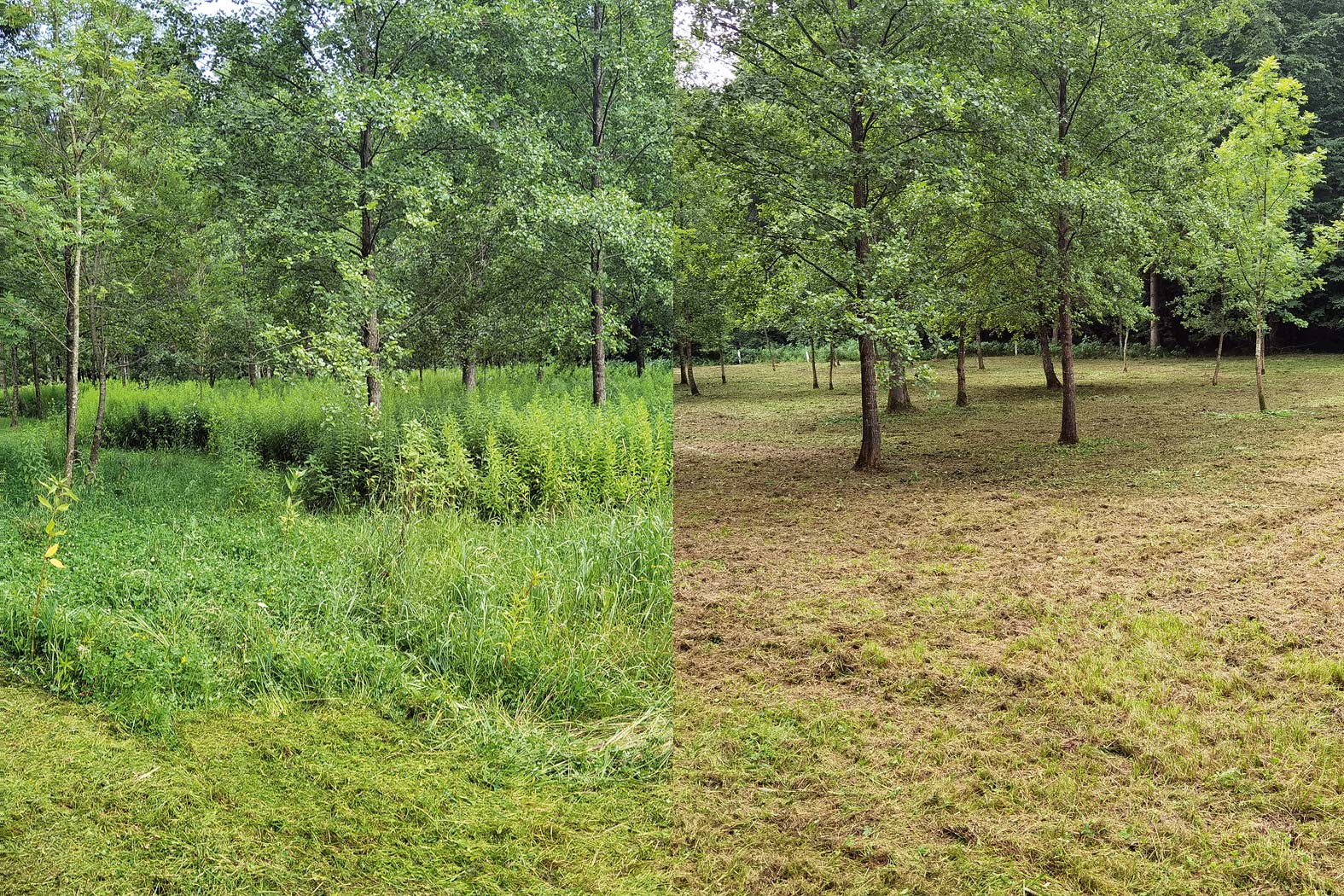 harbmasta stefan harb gruenraumpflege landschaftspflege suedoststeiermark graz-umgebung wildwuchs dornen entfernen verwilderte flächen jungwaldpflege